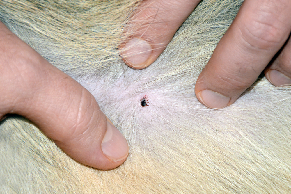 how-to-prevent-lyme-disease-in-your-dog-dog-training-in-your-home