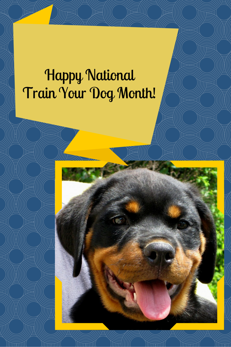 It's National Train Your Dog Month! - Dog Training In Your Home - Columbia