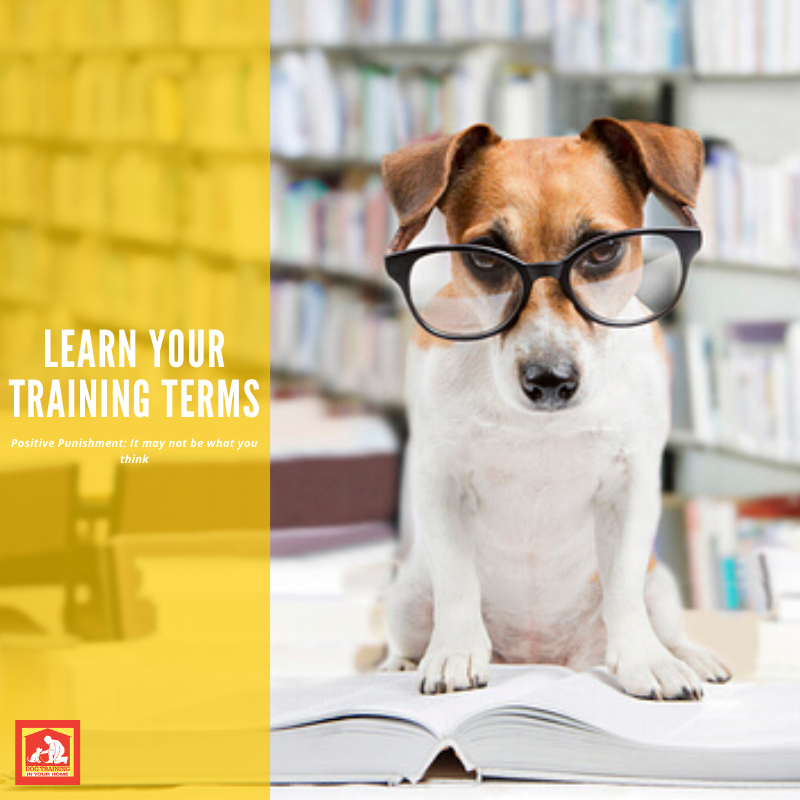 let-s-learn-training-terms-positive-punishment-dog-training