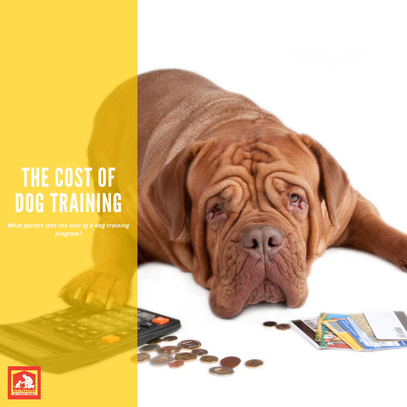 the-cost-of-dog-training-dog-training-in-your-home-columbia