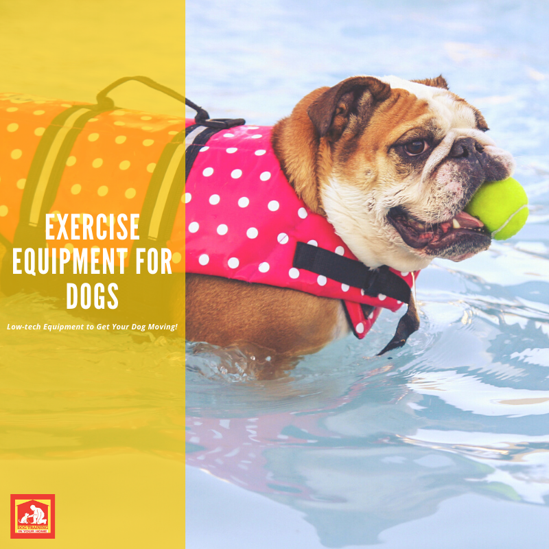 https://dog-training-columbia.com/wp-content/uploads/2020/05/Exercise-Equipment-for-Dogs-Social-Media-.png