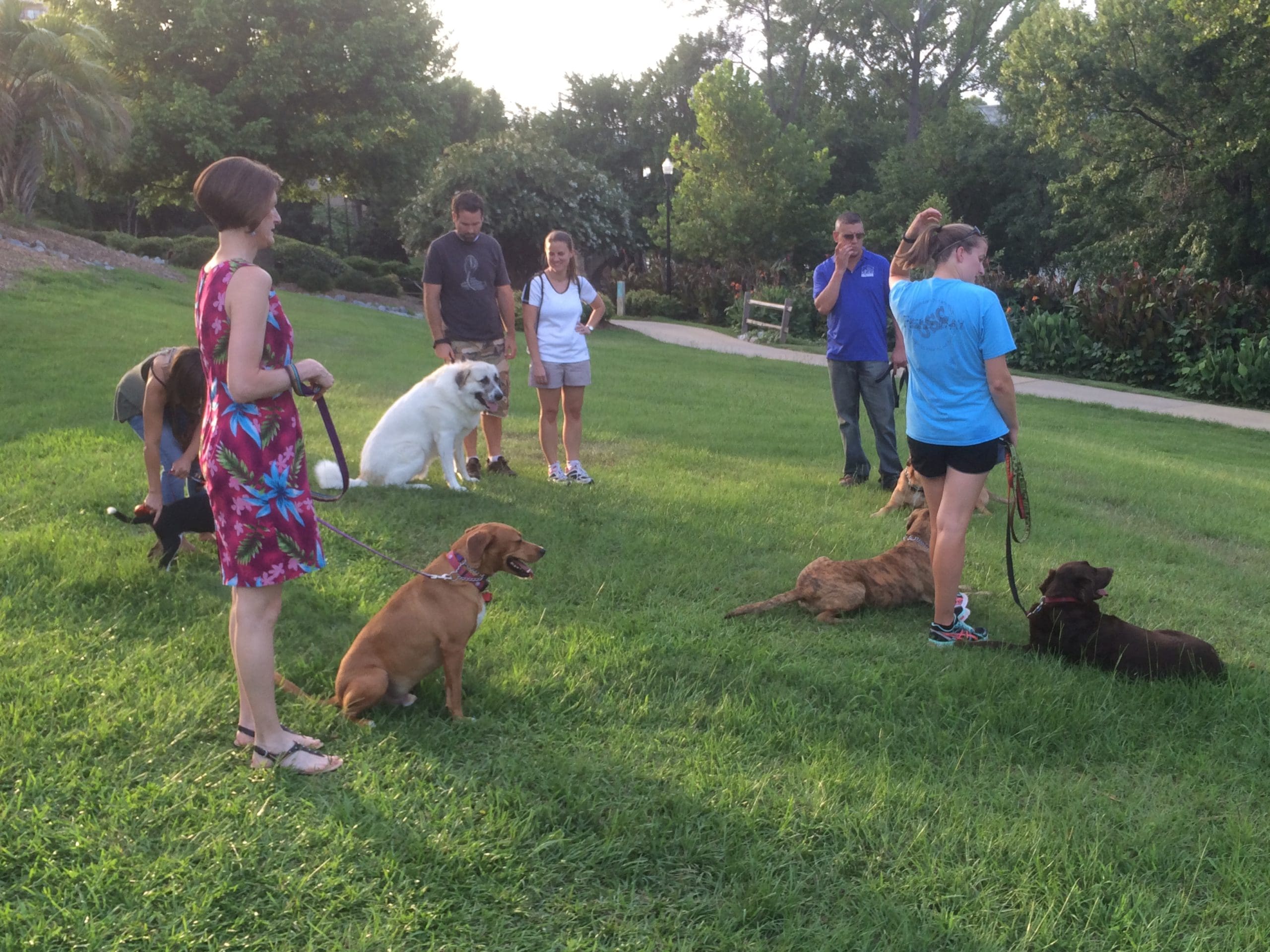 Dog Training Sessions Pictures Dog Training In Your Home Columbia