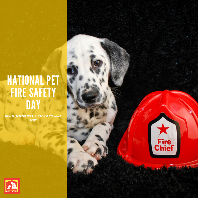 National Pet Fire Safety Day Dog Training In Your Home Columbia