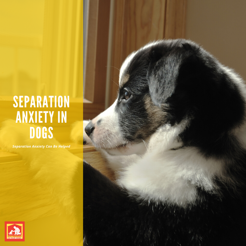 separation-anxiety-in-dogs-dog-training-in-your-home-columbia