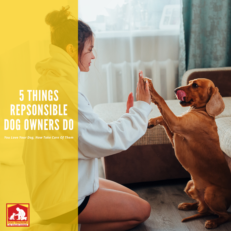 5 Things Responsible Dog Owners Do | Dog Training In Your Home