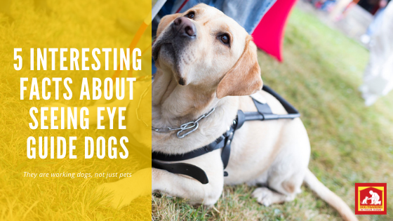 Seeing Eye Guide Dog Day | Dog Training In Your Home Columbia
