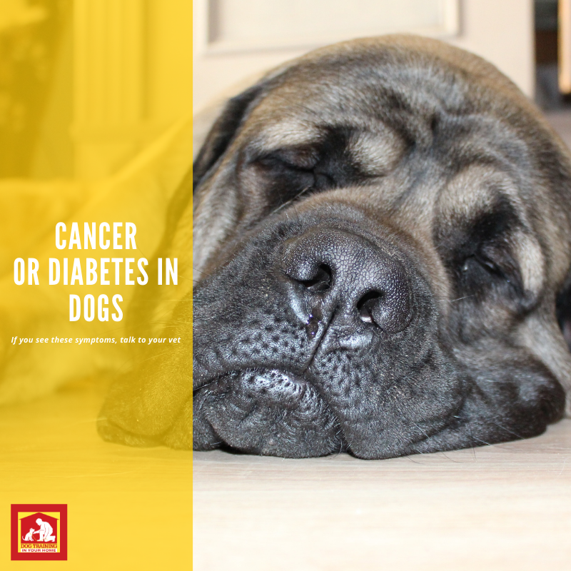 how can dogs tell if someone has cancer