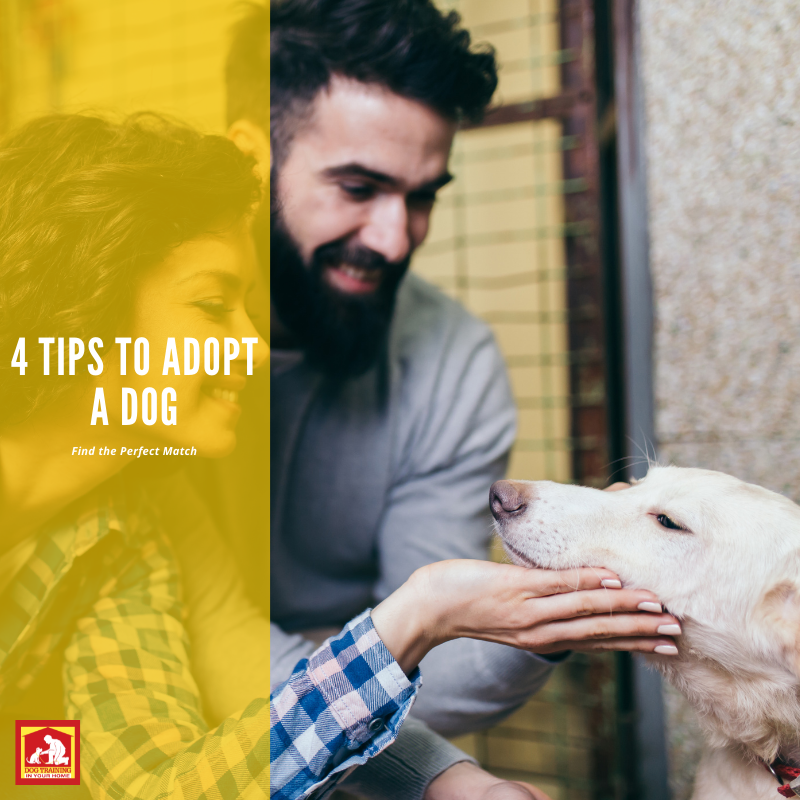 Want to Adopt a Dog? Read These Tips First | Dog Training In Your Home ...